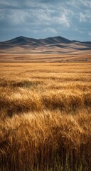 Obraz premium Golden wheat field stretches to distant, rolling hills under a brooding sky