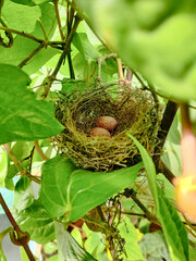 bird nest with egg in a plant