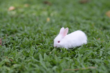 white rabbit on grass