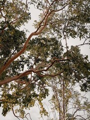 
lush trees in the middle of a dense forest seen from below