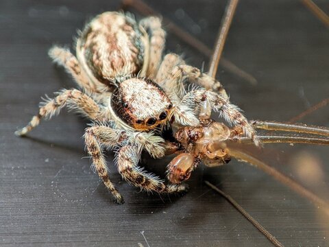 Jumping spider preys on harvestman in striking closeup