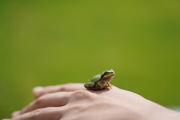 frog
