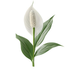 Obraz premium A peace lily flower with delicate leaves against a black background.