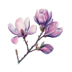 Naklejka premium A Magnolia Blossom Stem, watercolor clipart vector, isolated on a white background.