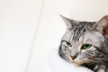 思案中のアメショ