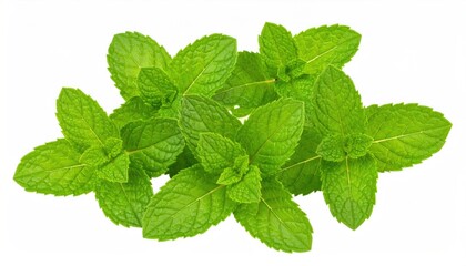 Refreshing close-up of vibrant green mint leaves isolated on a clear background