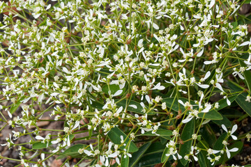 A tuft of Graceful spurge of entangled small white flowers (Euphorbia hypericifolia) above airy...