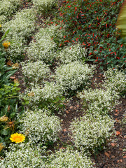 Euphorbia hypericifolia 'Diamond frost' or graceful spurge with dark green leaves on tangle airy...