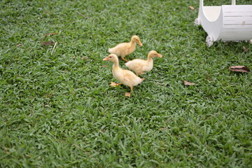 ducks in the grass