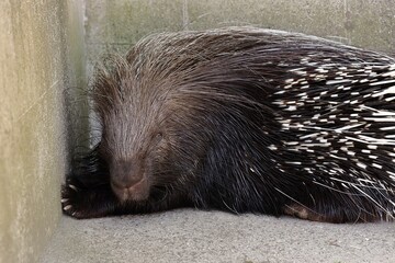 横向きのアフリカタテガミヤマアラシ