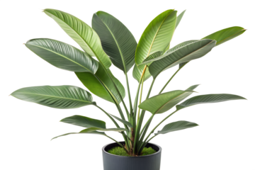 Bird of Paradise Plant - Tropical Strelitzia Houseplant