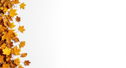 Autumn maple leaves border on white background