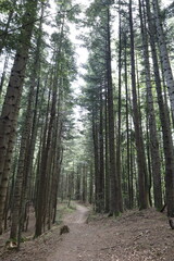 Obraz premium path in the forest