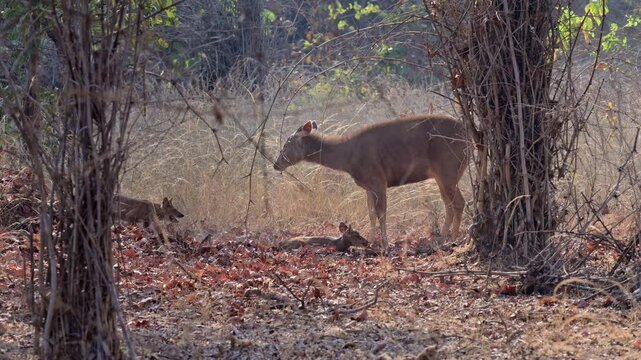 pack of dhole killing Sambar foal, dhole (Cuon alpinus) or indian wild dog at prey, Tadoba-Andhari Tiger Reserve, India, Asia