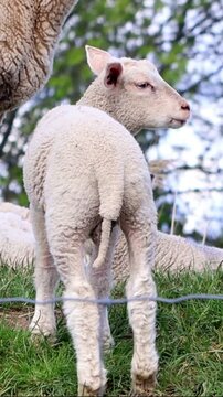 cute white lamb looking, vertical video
