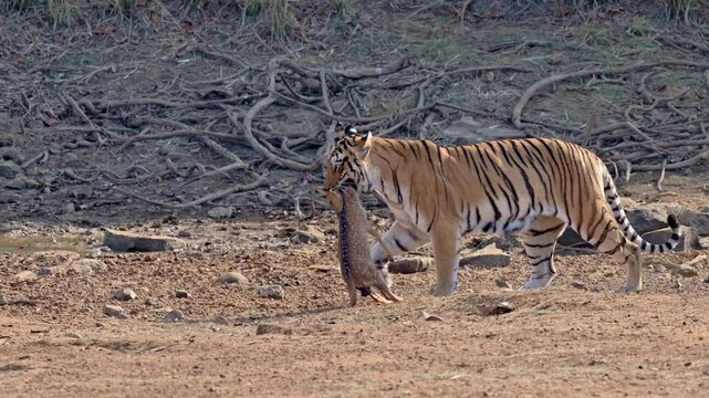 Bengal tiger (Panthera tigris tigris) with prey in mouth, Tadoba-Andhari Tiger Reserve, India, Asia
