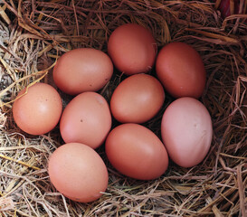 fresh eggs on hen's nest