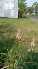 Natural blooming grass flowers on the edge of the rice field, blurred background, bokeh