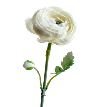 Single White Ranunculus