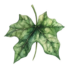 Naklejka premium A Ivy Leaf, watercolor clipart vector, isolated on a white background.