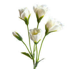 Elegant bouquet of four creamy white lisianthus flowers with green stems and buds. background removed