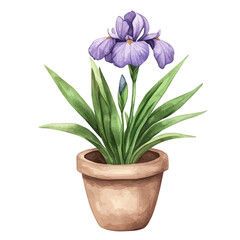A Iris Plant, watercolor illustration vector, isolated on a white background.