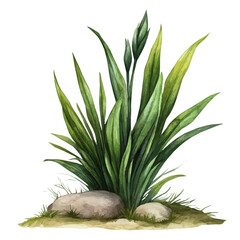 A Iris Plant, watercolor vector, isolated on a white background.