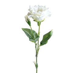 Single white lisianthus flower with bud, green leaves, on a stem. Elegant and simple. background removed