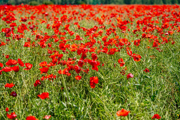 Red poppies blooming on rewilded farmland. Papaver rhoeas.