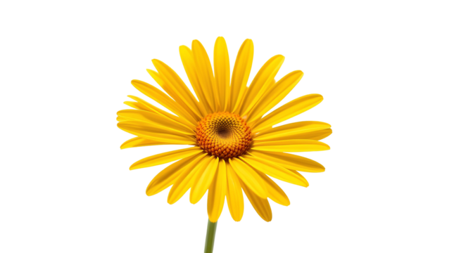 Photo of single yellow daisy flower isolated on transparent background