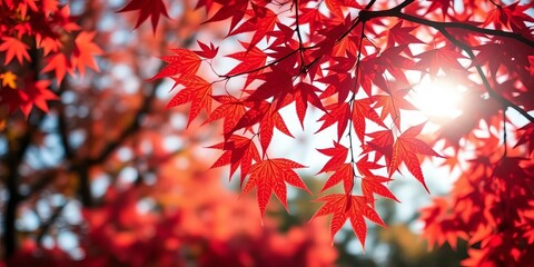Vibrant crimson maple leaves, sunlit, shallow depth of field, Kyushu autumn,  Japan,  red leaves
