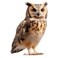 Obraz premium owl isolated on a transparent background 