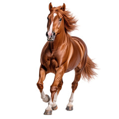 Obraz premium whole brown horse isolated on a transparent background 