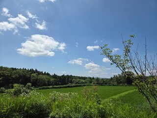 田園風景の写真