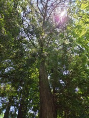 木漏れ日の写真