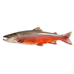 Obraz premium Exquisite Fish Specimen: A vibrant, photorealistic depiction of a beautiful fish, showcasing the intricate details of its scales and fins. A celebration of aquatic life.