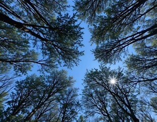 Obraz premium A perspective looking up into the canopy of a forest, showcasing the towering trees and the clear blue sky above.