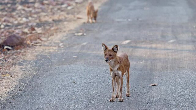 pack of dhole (Cuon alpinus) or indian wild dog, Tadoba-Andhari Tiger Reserve, India, Asia