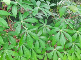 Cassava Plant Leaves (Manihot esculenta) with Green Foliage and Red Stems in Tropical Garden