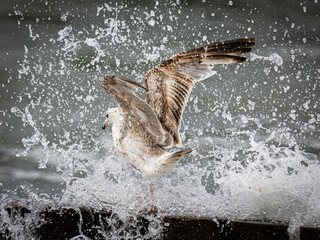 MEWA SREBRZYSTA PTAK MORZE SZTORM © Jacek