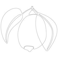 Minimalistic vector outline illustration of a lemon with leaves. Ideal for Mediterranean cuisine graphics, linear food design, or botanical sketch aesthetics.