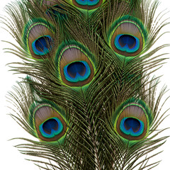 Fototapeta premium peacock feather close up