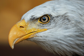 Bald Eagle (Haliaeetus leucocephalus) detail of the head of this predator