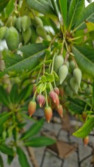 green olives on tree