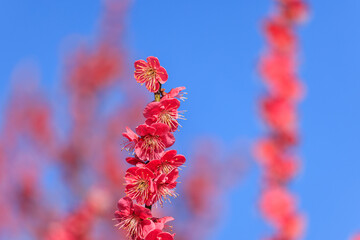 梅の花　紅梅