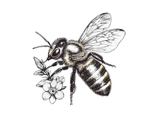 Spring honeybee vintage engraving, pollinator flower sketch, retro hand-drawn garden decor, black line art, old style nature illustration, trendy insect design, floral etching
