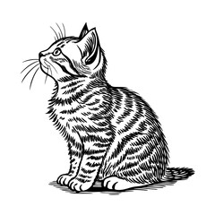vector illustration of a cat