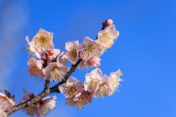 梅の花　佐布里梅
