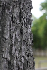 Tree bark with green background