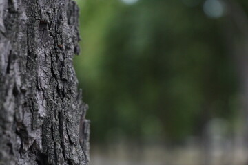 Tree bark with green background